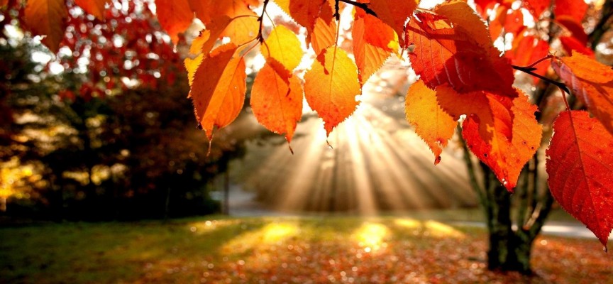 Солнце светит всем: астропрогноз на неделю 9 — 15 ноября
