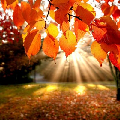 Гадание онлайн на осенних листьях «Что принесет осень»