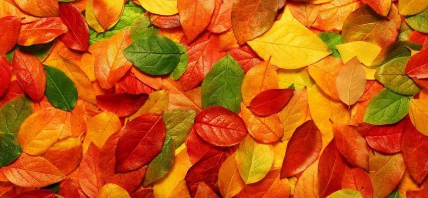 Осенние гадания на листьях