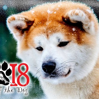 Гадание на 2018 год «Что готовит вам год собаки»