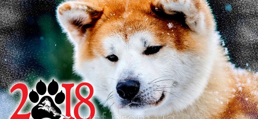 Гадание на 2018 год «Что готовит вам год собаки»