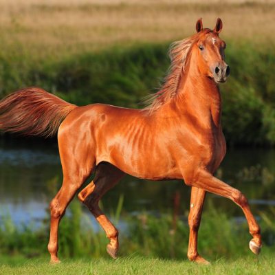 Рыжая лошадь