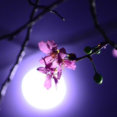 Энергии здоровья, красоты и счастья в ритуале Луны Цветов