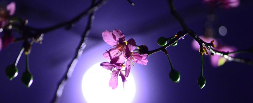 Энергии здоровья, красоты и счастья в ритуале Луны Цветов