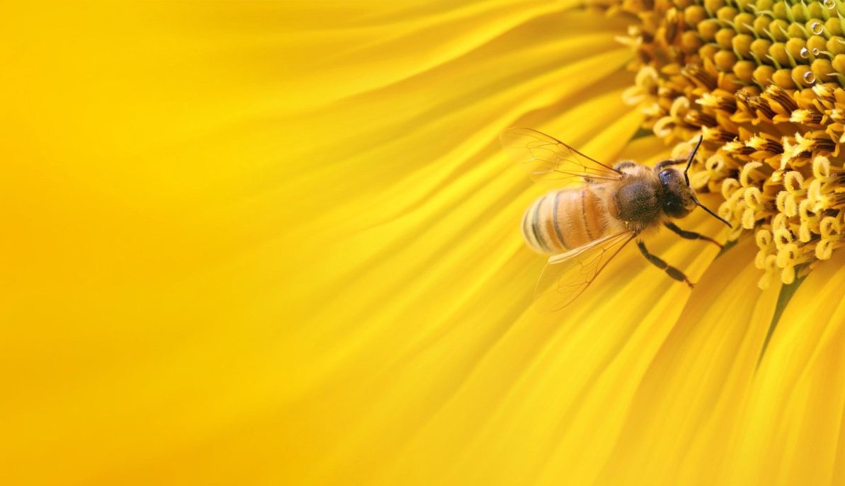 Присоединяйтесь к празднованию Луны Мёда!