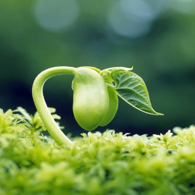 Ritual “Planting the Seeds of Intentions” – Create Your Own Magic of Growth!