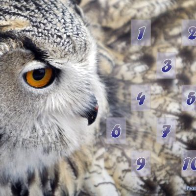 The “Owl” Spread
