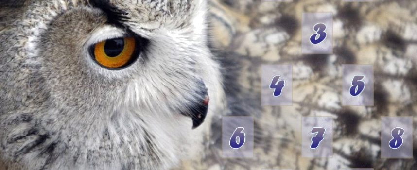 The “Owl” Spread