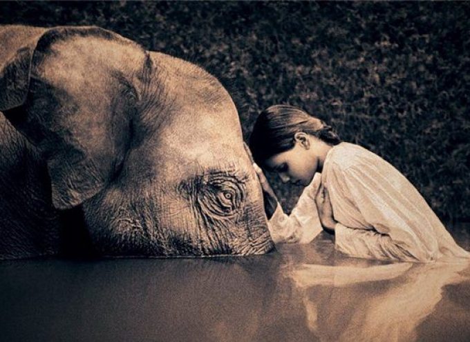 Практики дня «Дух Слона»