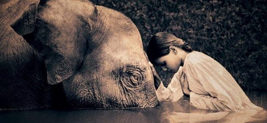 Daily Practices: “Spirit of the Elephant”