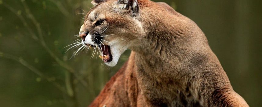 Daily Practices: “Spirit of the Cougar”