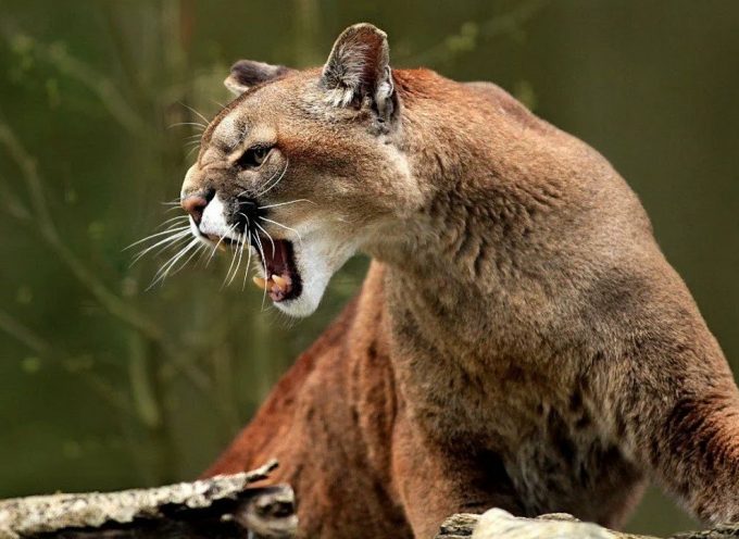 Практики дня «Дух Кугуара»