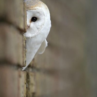 Daily Practice “Spirit of the Owl”