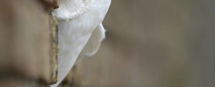 Daily Practice “Spirit of the Owl”