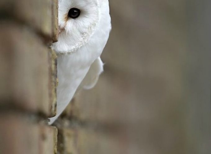 Практики дня «Дух Совы»