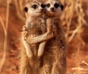 Daily Practices “Spirit of the Meerkat”