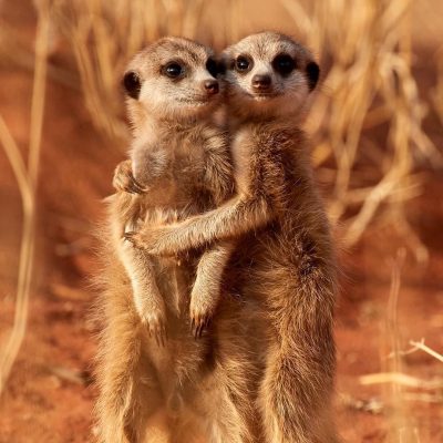 Daily Practices “Spirit of the Meerkat”