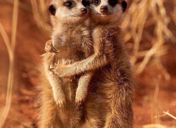 Daily Practices “Spirit of the Meerkat”