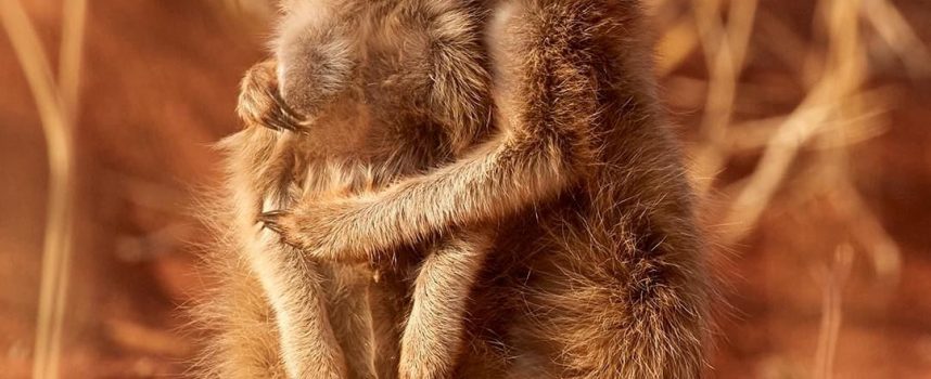 Daily Practices “Spirit of the Meerkat”