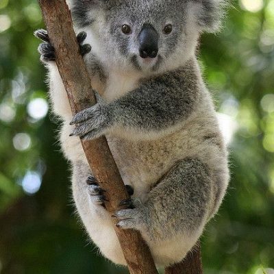 Daily Practices “Spirit of the Koala”