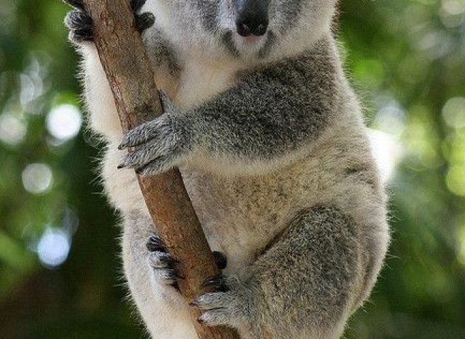 Практики дня «Дух Коалы»