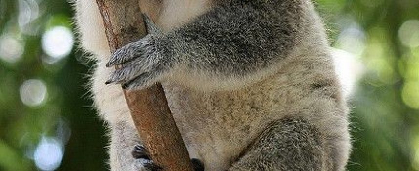 Практики дня «Дух Коалы»