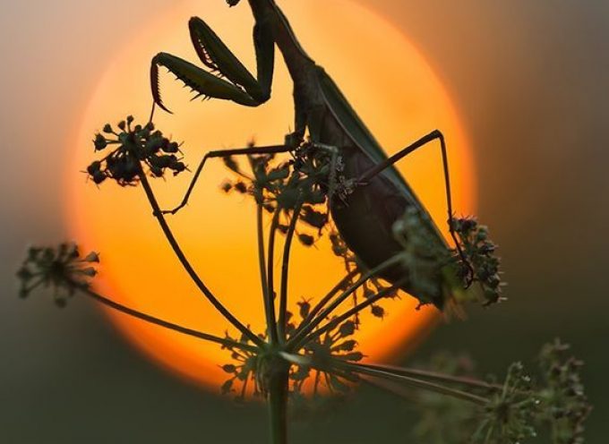 Daily Practice “Spirit of the Praying Mantis”