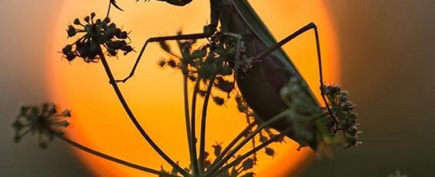 Daily Practice “Spirit of the Praying Mantis”