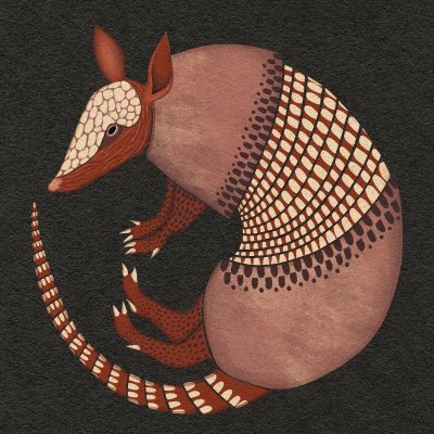 Daily Practices: “Spirit of the Armadillo”