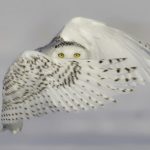 Аватар (Elenuska)