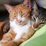 Аватар (Виктория Ревуцкая)