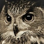 Аватар (helge)